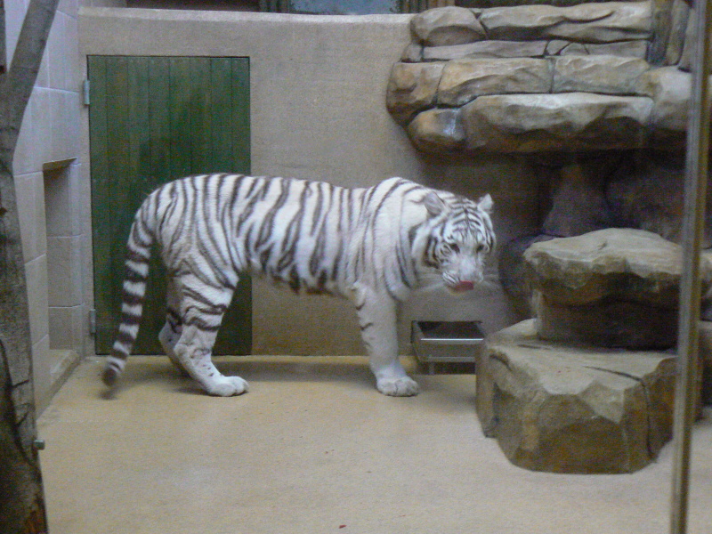Tygr indický bílá forma