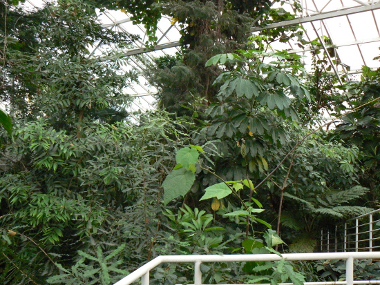 tropický skleník